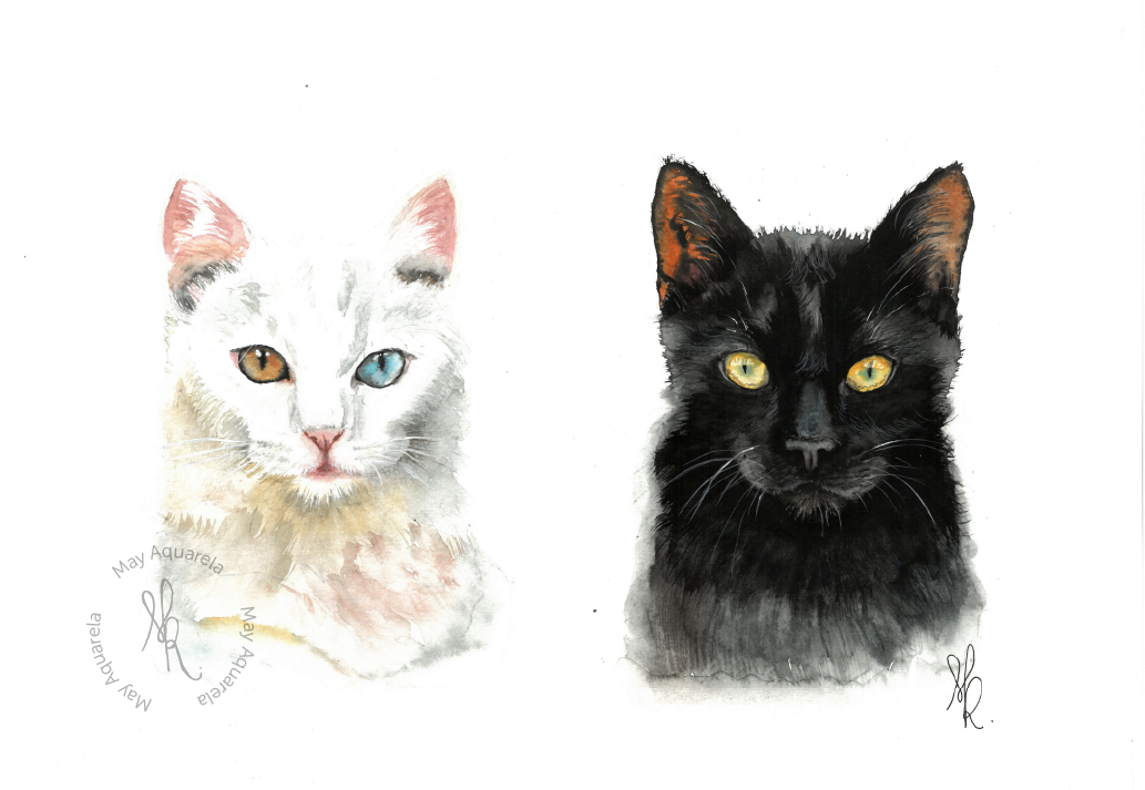 Felis catus P&B Felis catus P&B