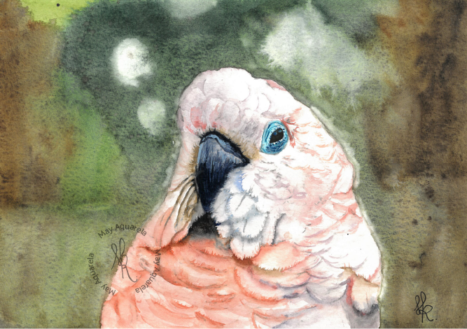 Cacatua: “Cacatua moluccensis” Cacatua: “Cacatua moluccensis”
