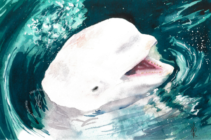 Beluga: “Delphinapterus leucas” Beluga: “Delphinapterus leucas”