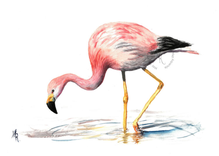 Flamingo: “Phoenicopterus roseus” Flamingo: “Phoenicopterus roseus”